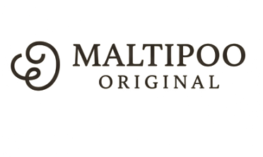 MALTIPOO ORIGINAL