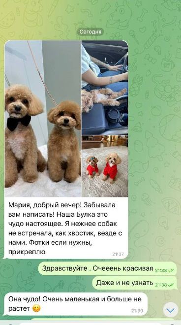 Сообщение от владельца щенка мальтипу