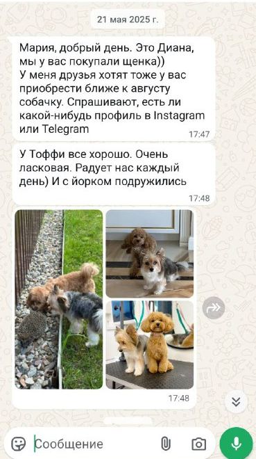 Сообщение от владельца щенка мальтипу