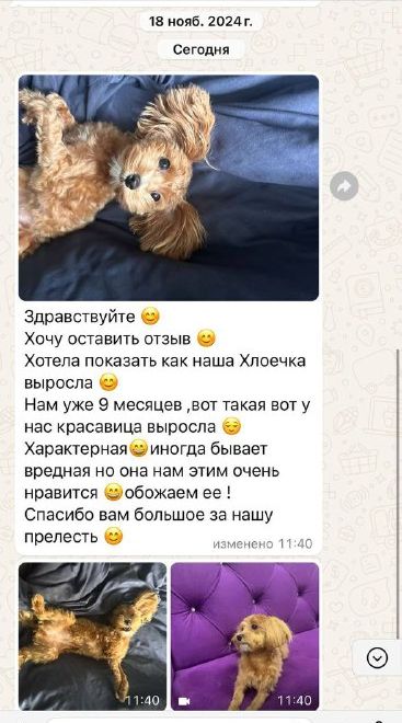 Сообщение от владельца щенка мальтипу
