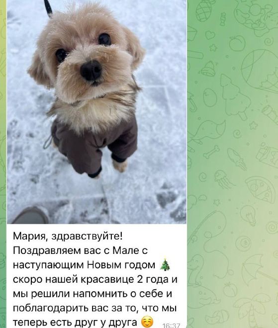 Сообщение от владельца щенка мальтипу
