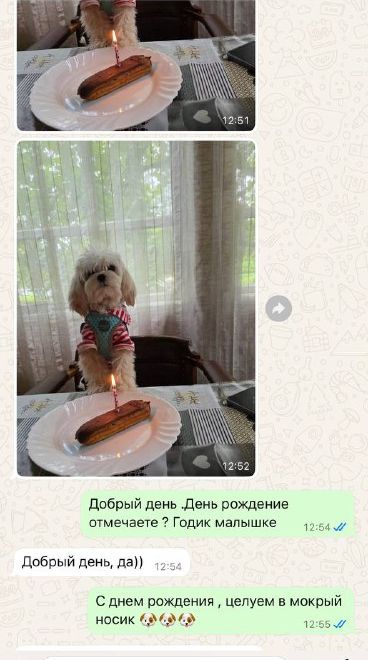 Сообщение от владельца щенка мальтипу