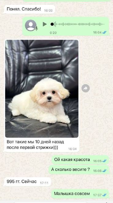 Сообщение от владельца щенка мальтипу
